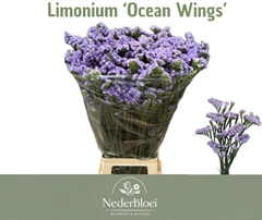 Limonium Sinuatum Ocean Wings 50cm 25gr.
