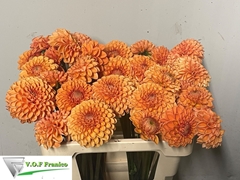 Dahlia Sylvia 50cm