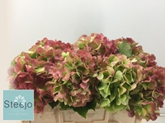 Hydrangea Verena Classic 50cm 16-18cm Hd