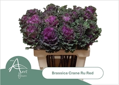 Brassica Crane Ruffle Red 60cm