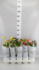 Anthurium Mix 4 Colours 12Ø 40cm
