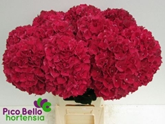 Hydrangea Rubyred 60cm 16-18cm Hd
