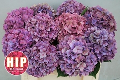 Hydrangea Rodeo Red Classic 50cm 14-16cm Hd
