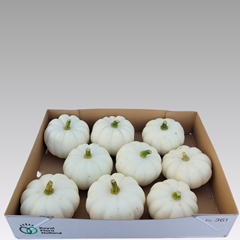 Cucurbita Pepo Baby Boo 14cm