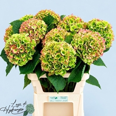 Hydrangea Verena Classic 80cm 20-22cm Hd