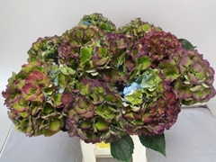 Hydrangea Royal Palace Classic 60cm 14-16cm Hd