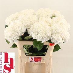 Hydrangea Royal Princess 80cm 19-21cm Hd