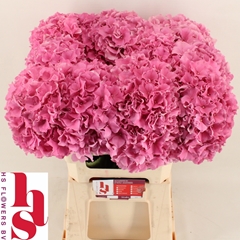Hydrangea Royal Breeze 60cm 16-18cm Hd