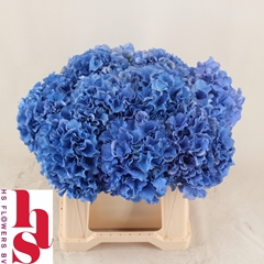 Hydrangea Royal Parade 40cm 15-17cm Hd
