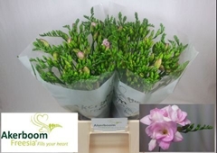 Freesia Double Honeymoon 50cm 15gr.
