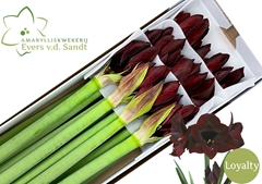 Hippeastrum Loyalty 80cm