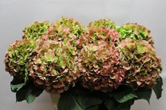 Hydrangea Verena Classic 80cm 20-22cm Hd