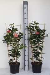 Camellia Japonica 21Ø 90cm