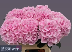 Hydrangea Verena 80cm 19-21cm Hd