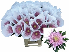 Chrysanth Single Uzuri Purple 80cm 90gr.