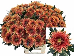 Chrysanth Single Tula Copper 80cm 95gr.