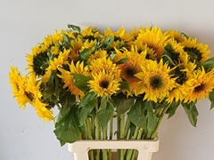 Helianthus Starbust Panache 75cm