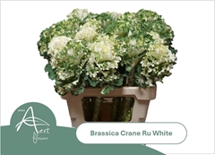 Brassica Crane Ruffle White 60cm