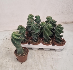Cereus 10Ø 20cm