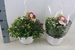 Chrysanthemum Skyfall Mix 25Ø 30cm