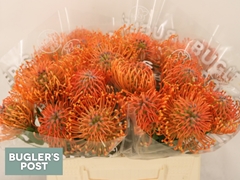 Leucospermum Ayoba Mandarin Zest 40cm