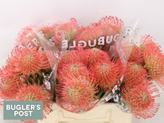 Leucospermum Ayoba Pink 40cm