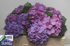 Hydrangea Cassanova 50cm 14-16cm Hd