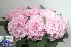 Hydrangea Verena 75cm 20-22cm Hd