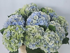 Hydrangea Verena Blue Classic 80cm 19-21cm Hd