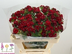 Dianthus Barb Sweet Will Red 50cm