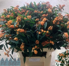 Euphorbia Fulgens Spray Sunstream 80cm 10cm Hd