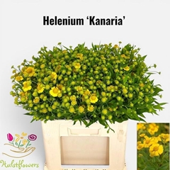 Helenium Kanaria 60cm