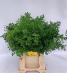 Asparagus Umbellatus 60cm