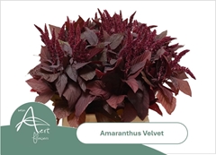 Amaranthus Cruentus Velvet 50cm