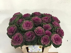 Brassica Red Crane 60cm