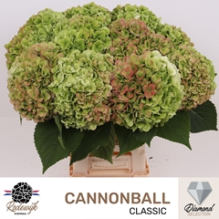 Hydrangea Cannonball Classic 65cm 20-22cm Hd