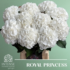 Hydrangea Royal Princess 65cm 17-19cm Hd
