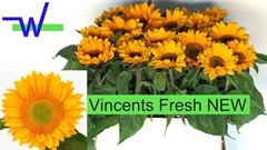 Helianthus Vincent's Fresh 80cm