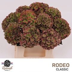 Hydrangea Rodeo Red Classic 40cm 13-15cm Hd