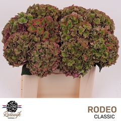Hydrangea Rodeo Red Classic 50cm 16-18cm Hd
