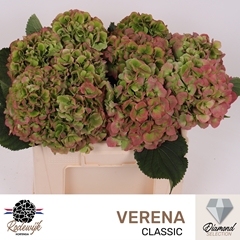 Hydrangea Verena Classic 50cm 14-16cm Hd