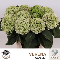 Hydrangea Verena Classic 80cm 20-22cm Hd