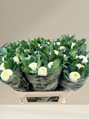 Chrysanth Single Boris Becker 70cm 70gr.