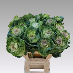 Brassica Crane Bicolour 60cm