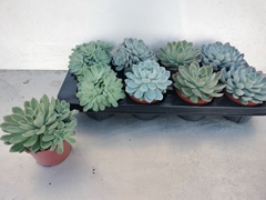 Echeveria Mix 12Ø 15cm