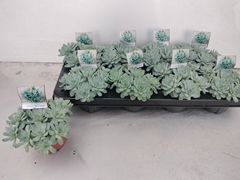 Echeveria Elegans 11Ø 15cm