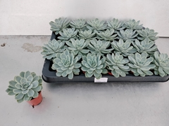 Echeveria 6Ø 8cm