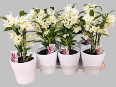 Dendrobium Nobile Cultivars 12Ø 35cm 2st