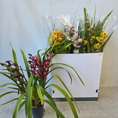 Cymbidium Mixed 14Ø 80cm 5st