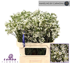 Chamelaucium Ofir 80cm 60gr.